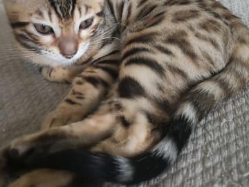 Bengal · Sollebrunn · SE*Tissan's