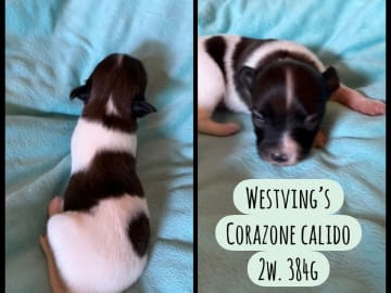 Papillon · Västra frölunda · Westvings