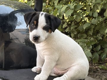 Jack russell terrier · åstorp · Dzenita R.
