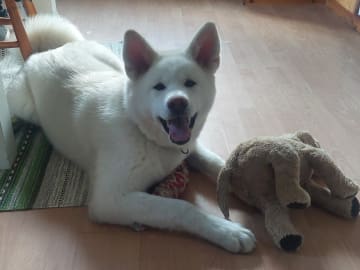 Akita inu · Dorotea · Krayon's kennel