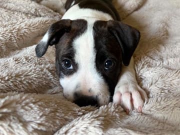Staffordshire bullterrier · Ljungby · Smålandsstaffar