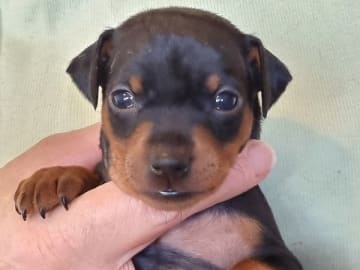 Dvärgpinscher · Linköping · Love Cox's