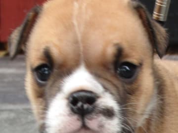 Engelsk bulldog · Rånäs · Maxibull
