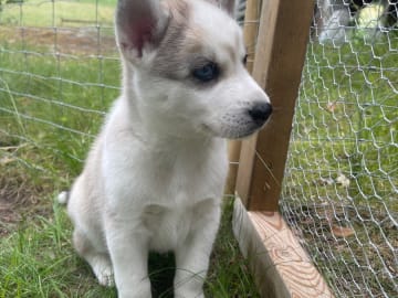 Siberian husky · Hallstavik · Kusby