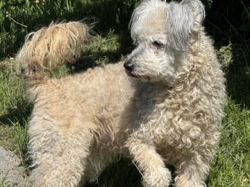 Pumi · Halmstad · Skallabackens kennel