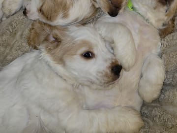 Cocker spaniel · Södertälje · Savanah B.