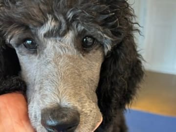 Pudel, stor · Tomelilla · Toy-Max