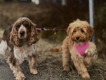 Cockerpoo · Norberg · Cajsa A.