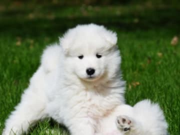 Samojedhund · Söderhamn · MOYASAS