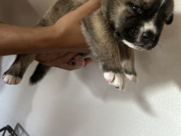 Akita · Holstebro · Linette N.