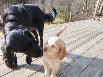 Babsan hund och kattklipp , babsans cockerpoo