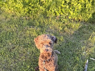 Labradoodle · Stockholm · Cajsa E.
