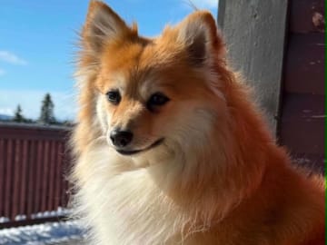 Tysk spets – mittelspitz · Fagernes · Vivi Nyhus
