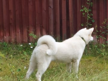 Akita inu · Dorotea · Krayon's kennel