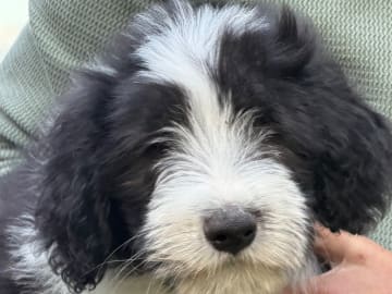 Bearded collie · Hammarö · Hillbacka