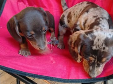 Dachshund · Gjesåsen · Line Merethe Suomalainen