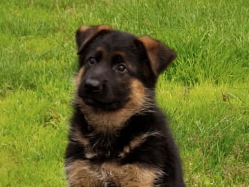 Tysk Schäferhund · Molkom · Indramarkens