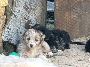 Aussiedoodle · Fredericia · Overgaards hvalpe
