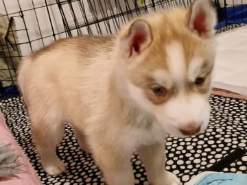 Siberian Husky · Rimbo · Christian B.