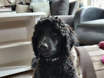 Standard Poodle · Holmestrand · Anette Røkenes