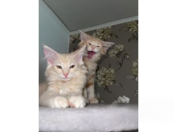 Norsk skogkatt · Fellingsbro · SE*Chajoz mjukizzar