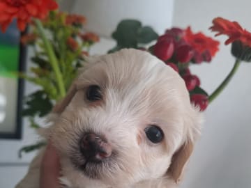 Maltipoo · Torshälla · Maltipoo