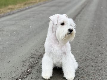 Dvärgschnauzer · Vara · Snowie Shine’s Kennel