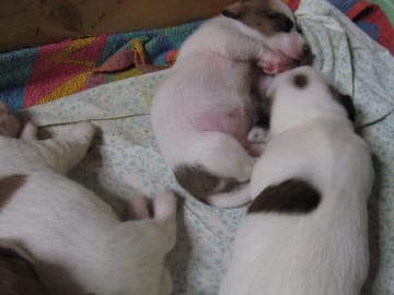 Jack russell terrier · Give · Strelluf