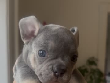 Fransk bulldogg · Malmö · Gaso’s kennel