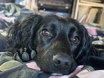 Cocker spaniel · Norra sorunda · Rummeltorp