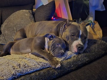 American bully