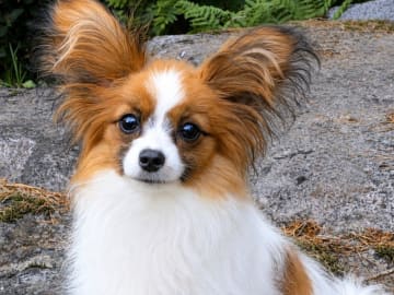 Papillon · Järfälla · Chadyline