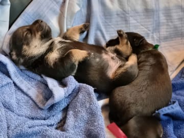 Lancashire heeler · Tingsryd · Asatrons kennel