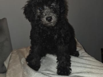 Shihpoo