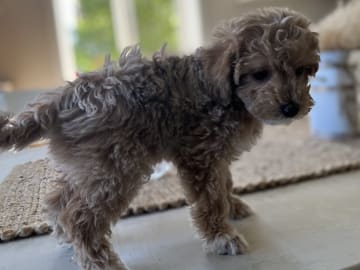 Maltipoo · ängelholm · Jessica S.