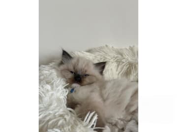 Ragdoll · Hörby · SE*Pillow Cats