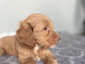 101 Labradoodles