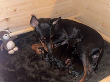 English toy terrier · Flaktveit · Carina B. Helgesen