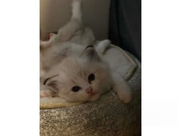 Ragdoll · Falun · S*Blå Ängelns