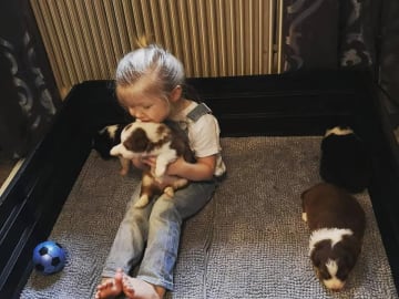 Australian shepherd · Ullared · Dragonora