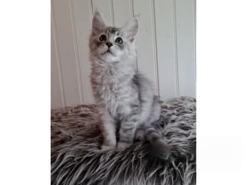 Maine Coon · Glanshammar · SE*Trollius New Moon