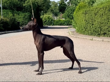 Peruviansk nakenhund · Uppsala · Coszcatl's