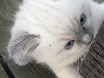 Ragdoll · Vallentuna · Anderwels