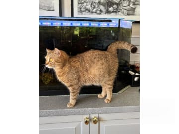 British Shorthair · Strängnäs · S*Pärlugglan's