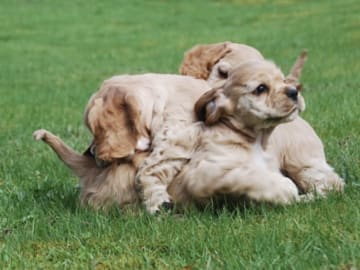 Amerikansk cocker spaniel · Simlångsdalen · Cathrine Uhrberg