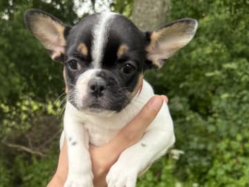 Fransk bulldogg · Knäred · Pontiacbulldogs