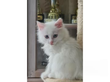 Kurilean Bobtail Longhair · Borås · SE*Björketorp