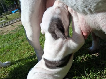 American bully x amstaff · Bjurholm · Leia R.