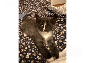 Norsk skogkatt · Enköping · Lodahlshjem