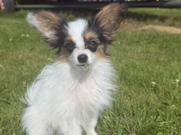 Papillon · Domsjö · Ridge Beautiness
